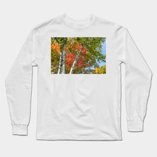 Birch trees in fall Long Sleeve T-Shirt